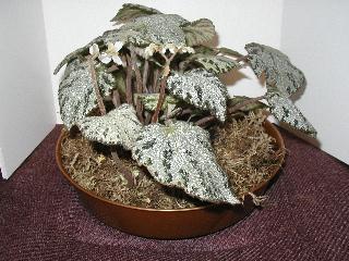 B. ‘imperialis Platinum Plus’